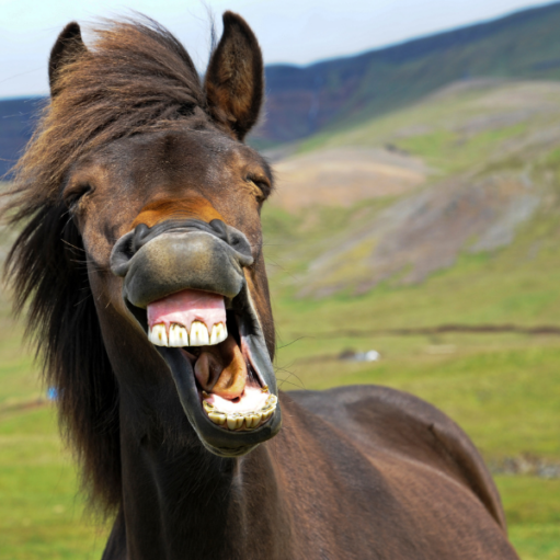 CALMING AND STRESS-REDUCING PRODUCTS FOR EQUINE