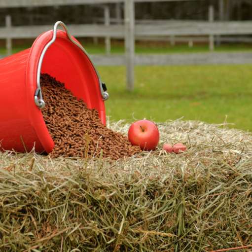 Senior horse nutrition