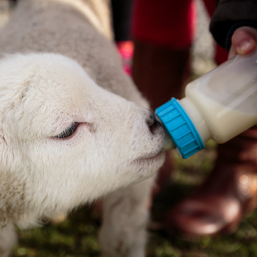 Milk Replacer for Lamb